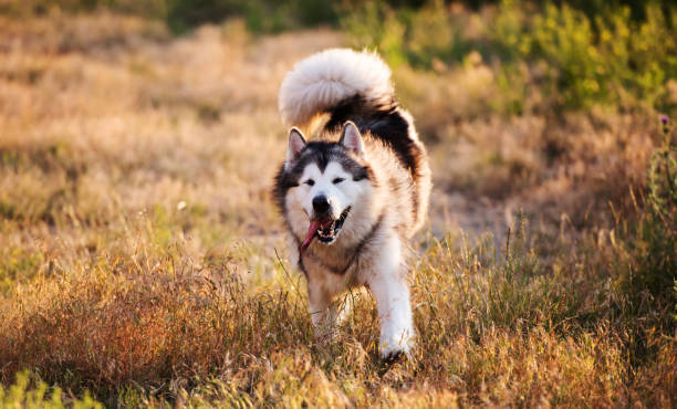istock Alaskan malamute walking on sunny meadow 1748908522