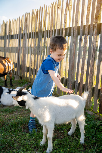 Cute toddler boy two or three years old petting a goat. Friendship with the animal. Active leisure with children outdoors. Petting zoo. Sunny summer day