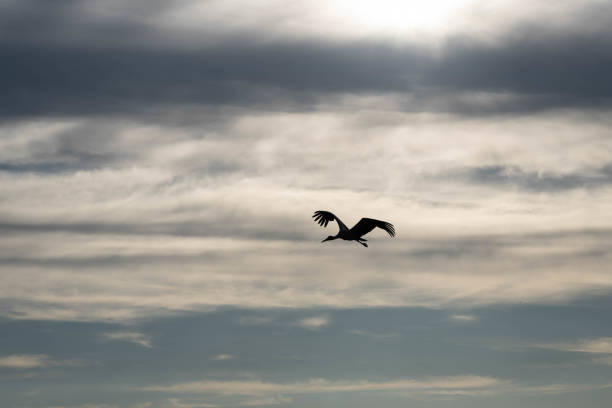 A stork flies across the sky