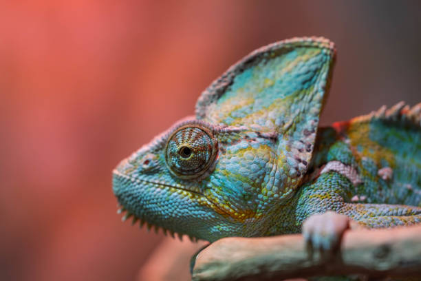 istock the cunning chameleon is watching, the wild nature 1748924072