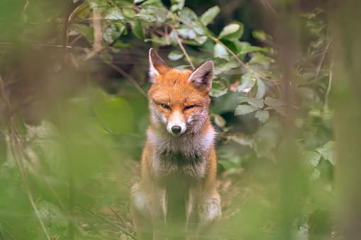 Common Brown Fox in the middle of forest stares down camera and winks