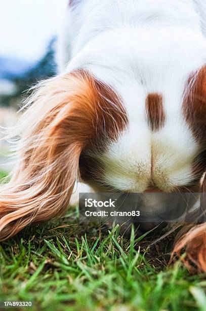 Juguete Spaniel Ingléslittle Dog Foto de stock y más banco de imágenes de Aire libre - Aire libre, Animal doméstico, Belleza