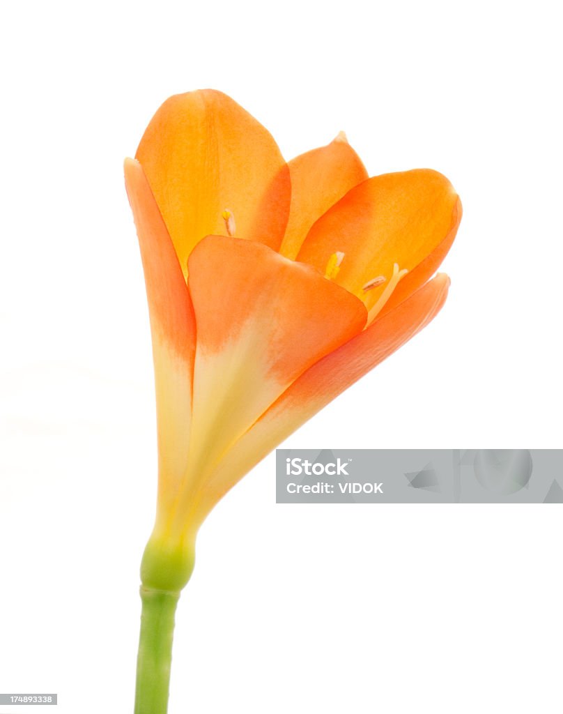 Clivia. - Foto de stock de Belleza libre de derechos