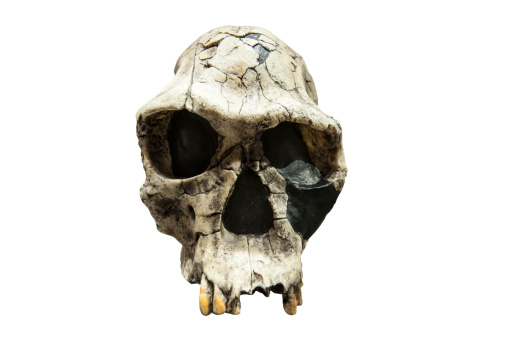Fossil Skull of Homo Habilis