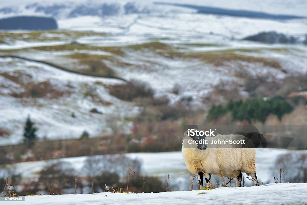 Winter ländlichen schottischen-Szene mit Schafen und Schnee - Lizenzfrei Schottland Stock-Foto