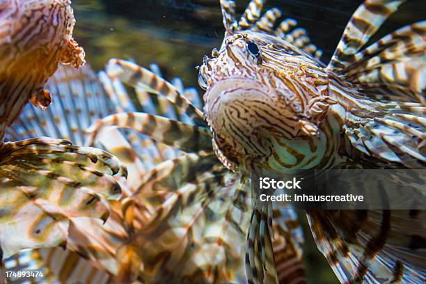 Lionfish - zdjęcia stockowe i więcej obrazów Agresja - Agresja, Bez ludzi, Fotografika