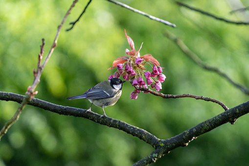 Sparrow sits on branch and smells pink blossom flower on tree