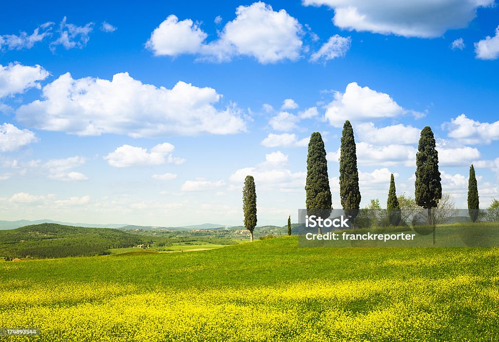 Val d'orcia cypress und spring canola field-Italien - Lizenzfrei Abenddämmerung Stock-Foto