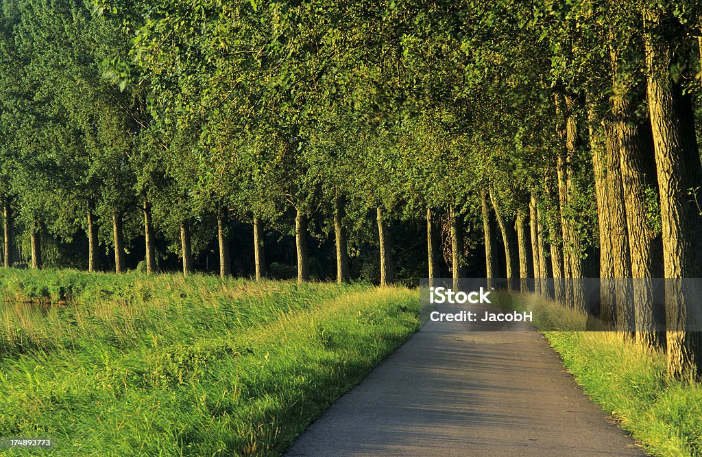 Curved Road with Trees A row of elm trees along a narrow country road Elm Tree Stock Photo