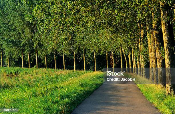 Foto de Estrada Curva Com Árvores e mais fotos de stock de Olmo - Olmo, Agricultura, Ajardinado