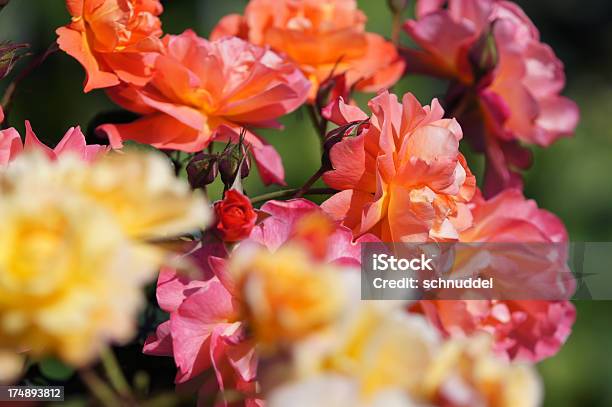 Bunte Rosen Stockfoto und mehr Bilder von Baumblüte - Baumblüte, Bildhintergrund, Blume