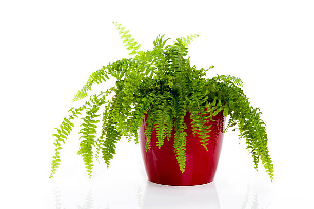 Delta Maidenhair Fern, Adiantum raddianum