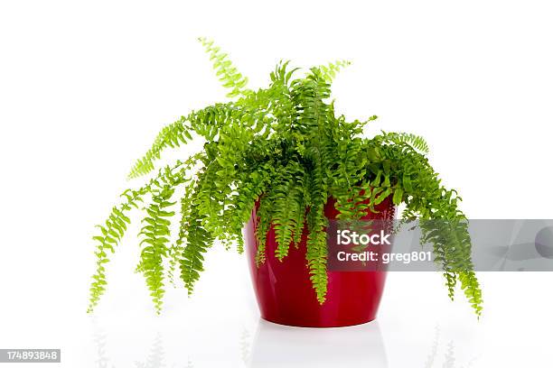 Fern In A Pot Isolated On White Xxxl Stock Photo - Download Image Now - Fern, White Background, Flower Pot