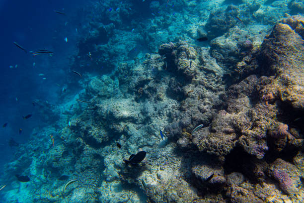 istock Maldivian reefs edge with tropical fish swirling about - Landscape 1748939280