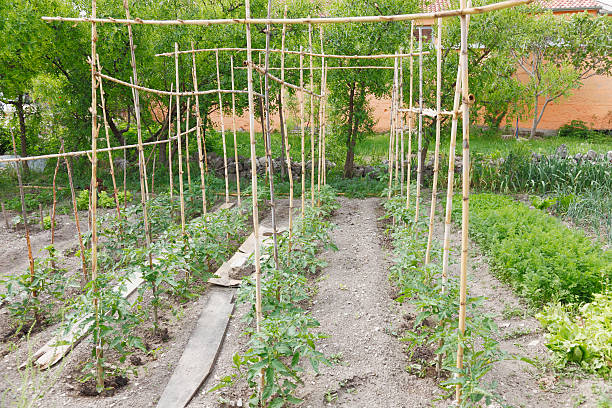 istock vegetable bean garden in Croatia Village 174893967