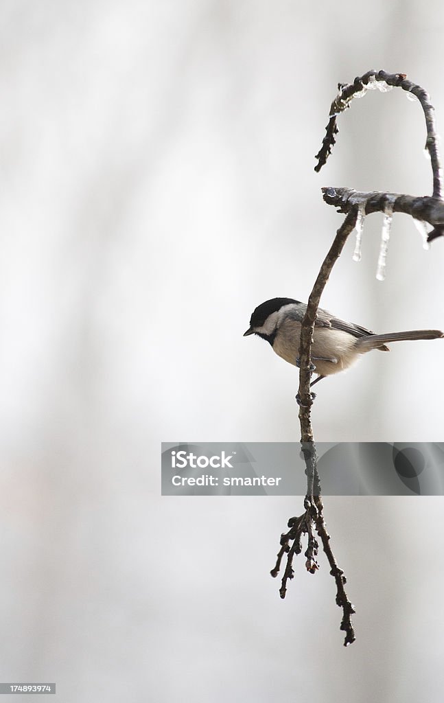 Chapim de pássaros em frozen branch - Foto de stock de Chapim royalty-free