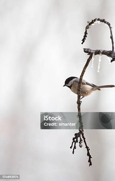 Foto de Chapim De Pássaros Em Frozen Branch e mais fotos de stock de Chapim - Chapim, Cinza - Descrição de Cor, Esperar