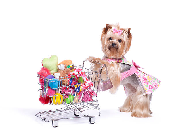 istock Yorkshire Terrier Shopping for Toys 174894236