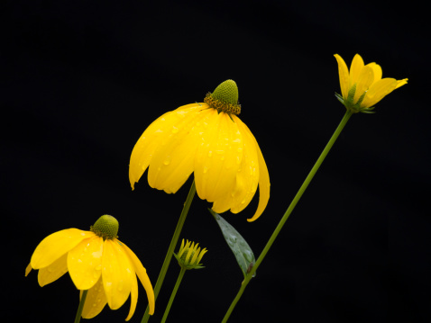 Close up of Yellow Coneflowers isolated against black background.