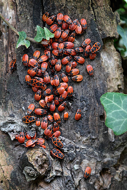 gruppe von firebugs (pyrrhocoris apterus) - bedbug insect beetle temperate bedbug stock-fotos und bilder