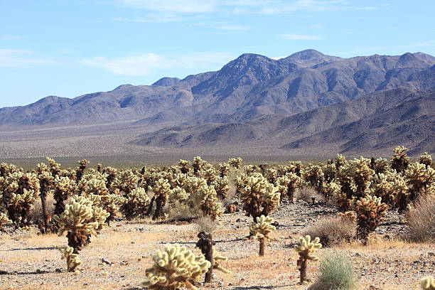 istock Cholla Garden Joshua Tree National Monument 174894313