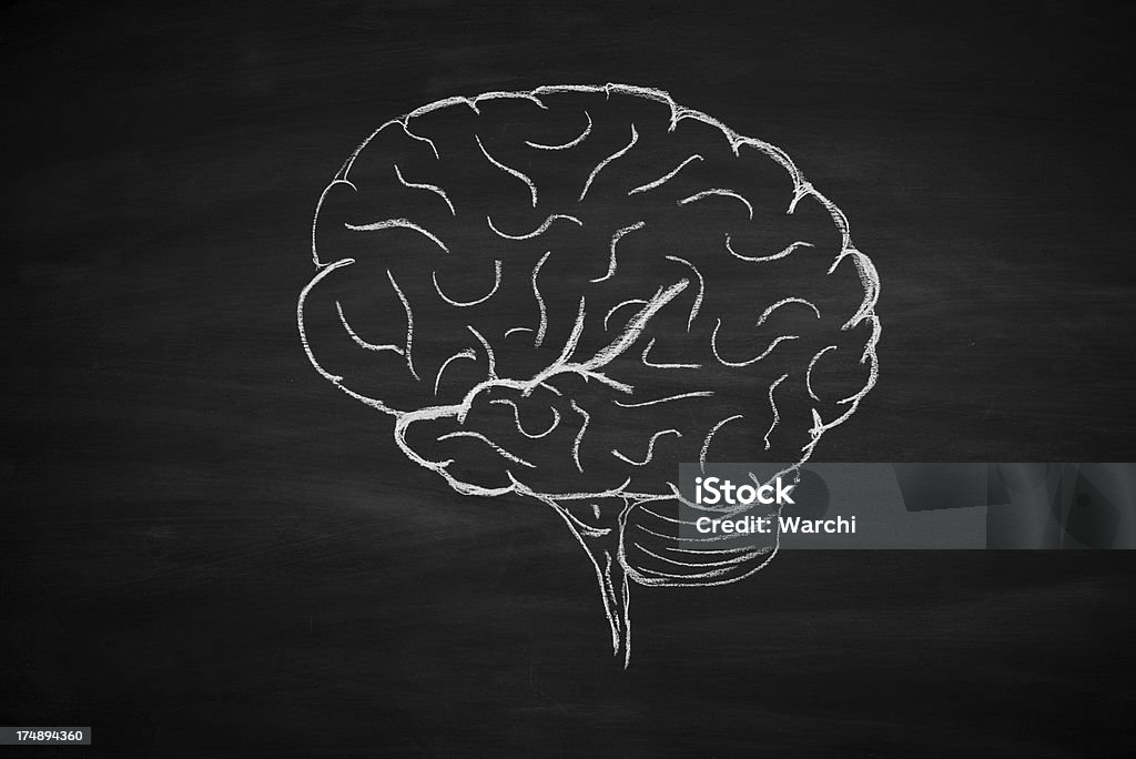 인간의 뇌 - 로열티 프리 건강관리와 의술 스톡 사진
