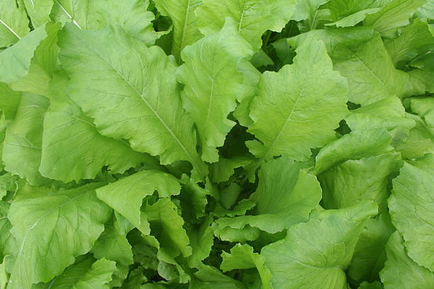 Fresco orgânico Nabo Verdes - fotografia de stock