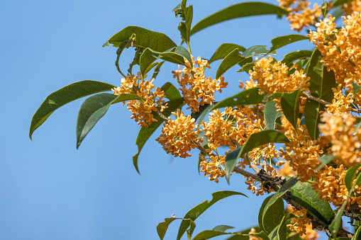 Fragrant olive in full bloom in a blue-sky background.