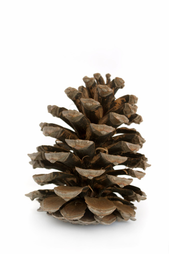 Large pine cone isolated on white background.