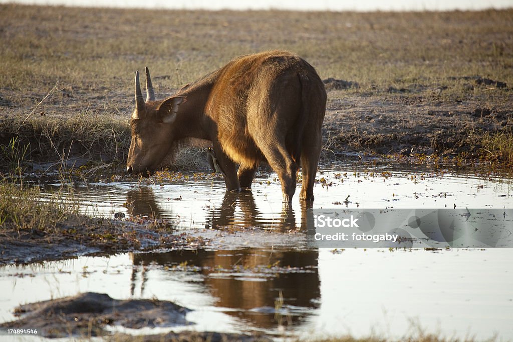 Búfalo del cabo con oxpeckers - Foto de stock de Aire libre libre de derechos