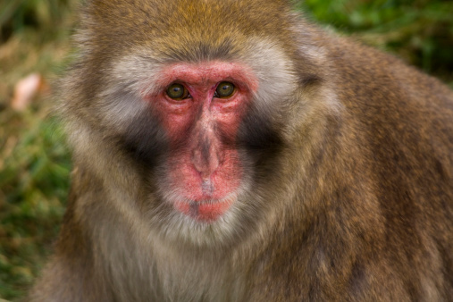 Subject: A portrait of a Japanese Snow Monkey