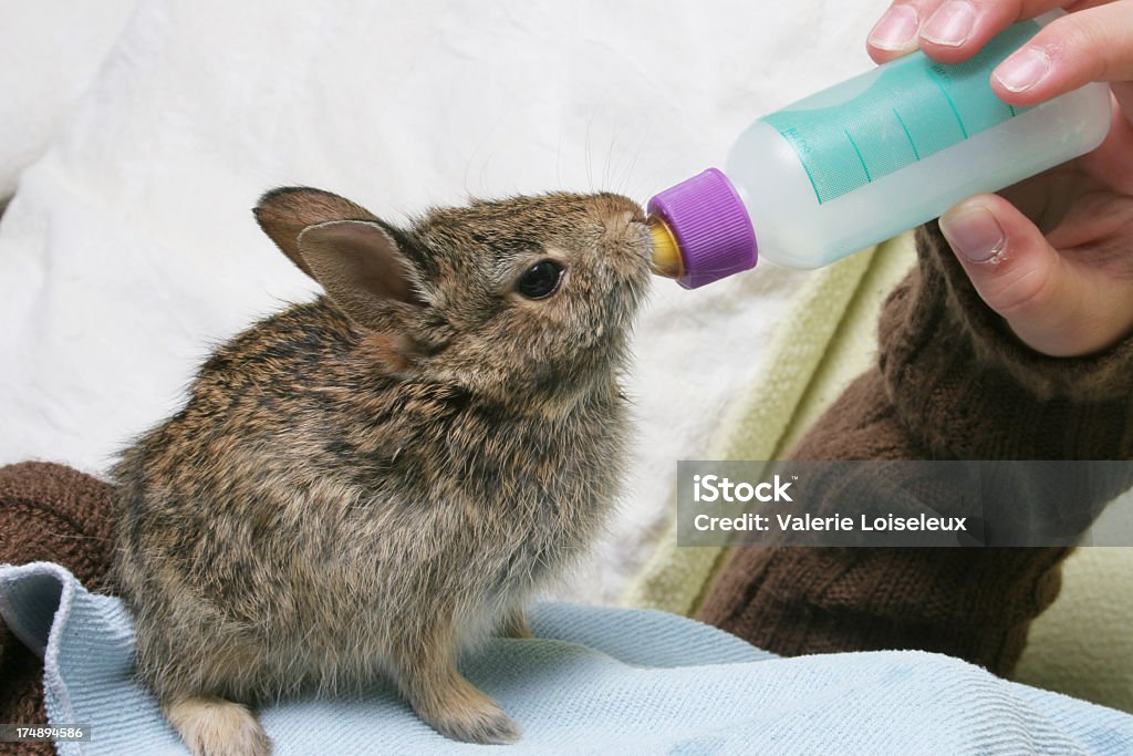 Tiempo de alimentación - Foto de stock de Conejo - Animal libre de derechos