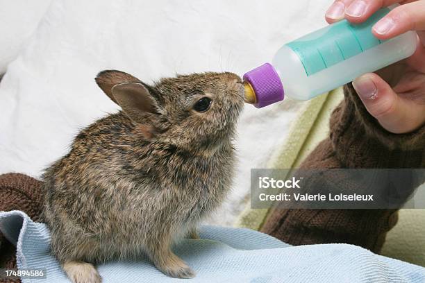 Tiempo De Alimentación Foto de stock y más banco de imágenes de Conejo - Animal - Conejo - Animal, Alimentar, Biberón