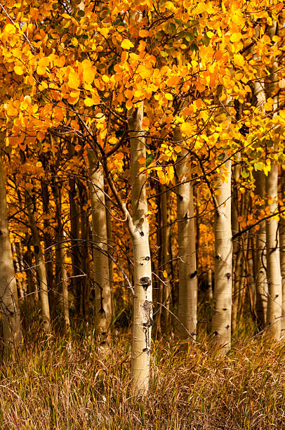 istock Grove of Aspen in the Fall 174894660