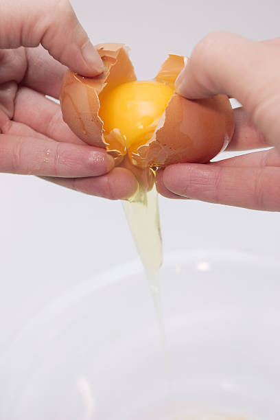 Life of an egg stock photo