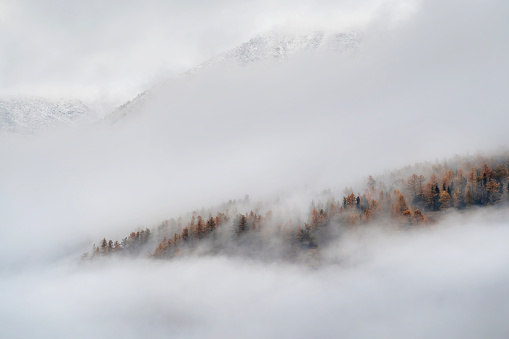 Bright red mountain larch autumn forest is densely covered with white clouds. Narrow line of misty forest peeps out from behind the clouds. Stunning minimalistic autumn landscape with fog.