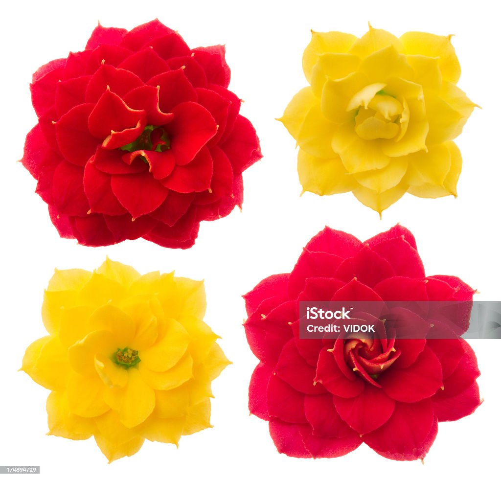 Kalanchoe Red and yellow flowers on a white background. Beauty Stock Photo