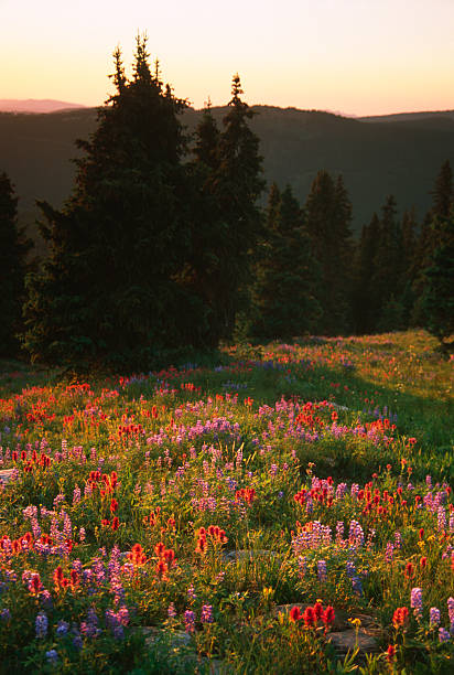 istock Scenic Alpine WIldflower Meadow Landscape 174894777