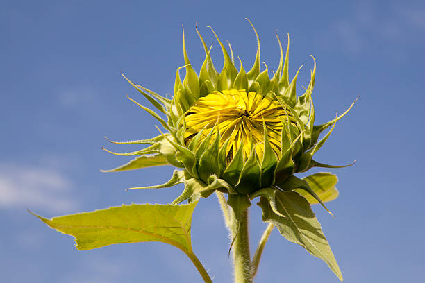 istock close-up of a closed sunflower 174894820