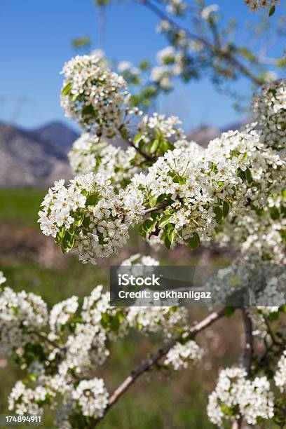 Foto de Flor De Apple e mais fotos de stock de Azul - Azul, Beleza natural - Natureza, Botânica - Assunto