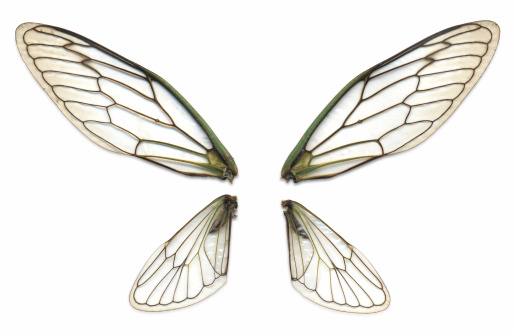Four perfect clear insect wings with a clipping path (largest file version only)