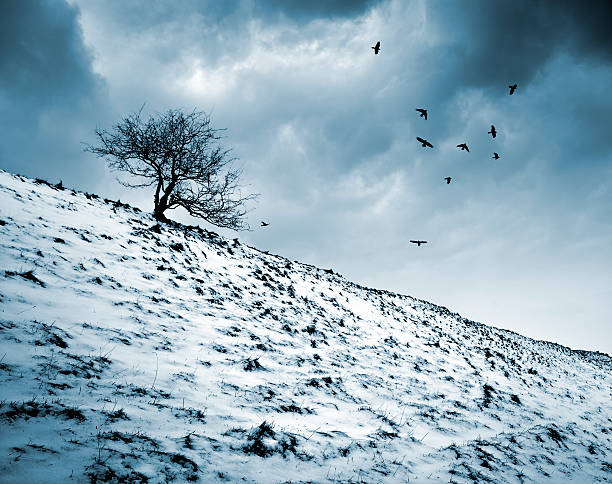 istock Birds fly around silhouette of tree on hill in winter. 174895161