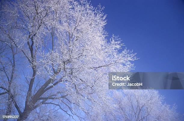 Alberi Smerigliato - Fotografie stock e altre immagini di Acqua - Acqua, Albero, Ambientazione esterna