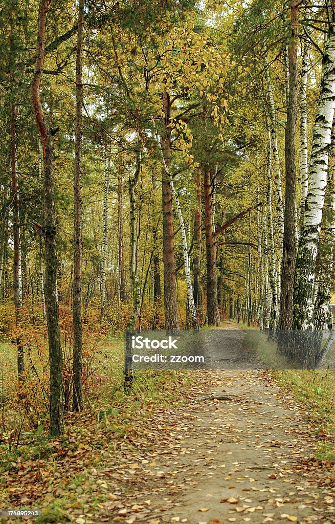 Fall in forest Alley Stock Photo