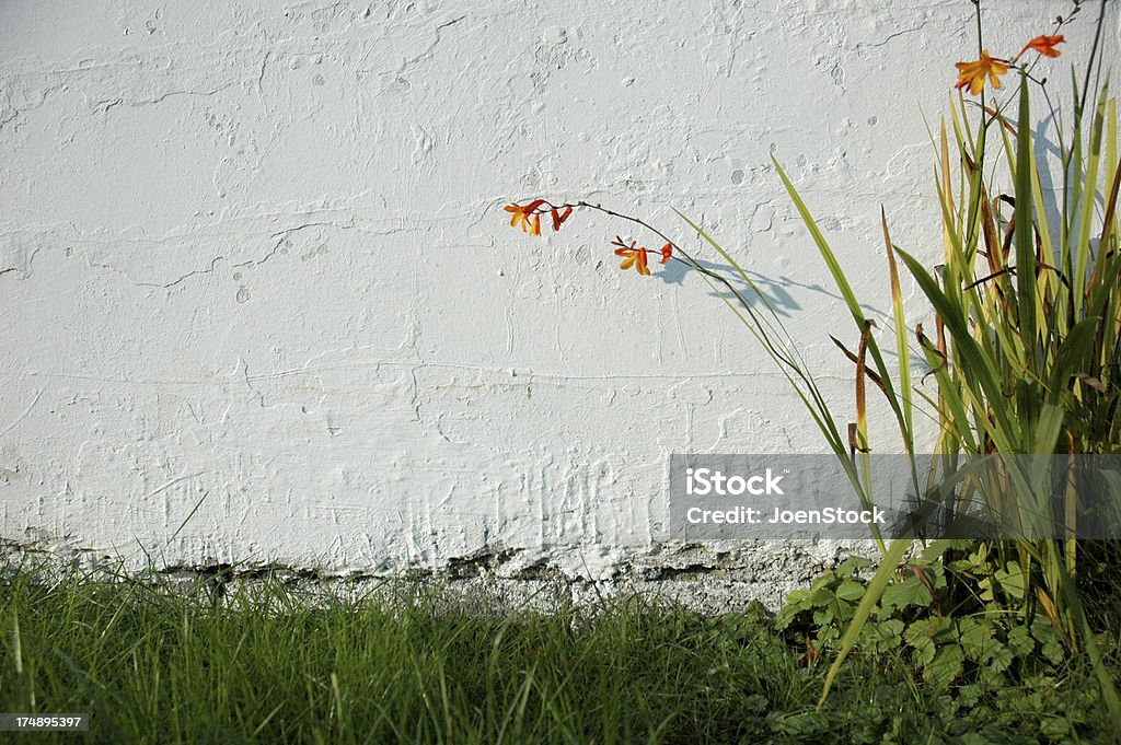 Orange fleurs sur blanc mur - Photo de Arts Culture et Spectacles libre de droits