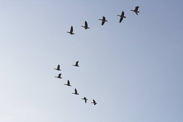 istock Swans or geeze in the sky 174895428