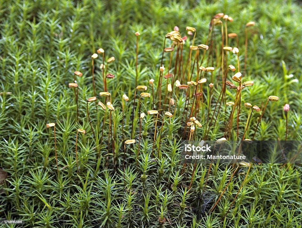 Moss (Polytrichium commune) z Spore kapsułka - Zbiór zdjęć royalty-free (Płonnik)