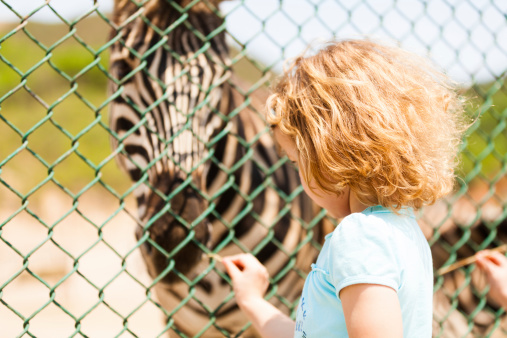 A Young Girl Feeding Zebra at the Zoo