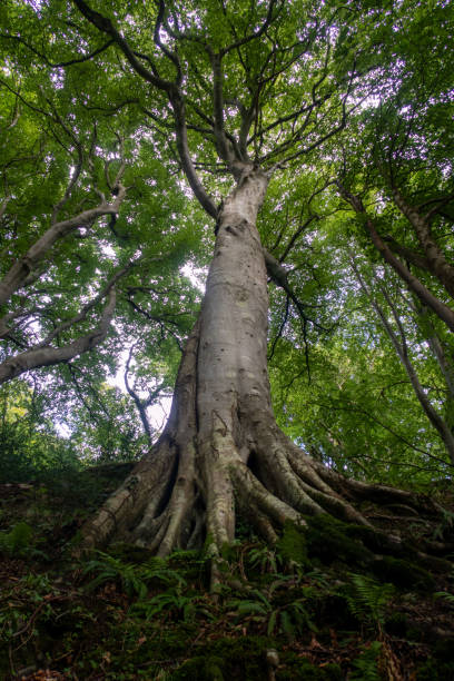 istock Look up tree from sprawling roots to branches, Isle of Man 1748955629