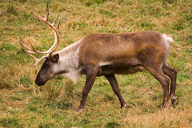 A caribou reindeer grazing on the grassland, walking in profile and providing a side view of the majestic mammal animal in the wild.